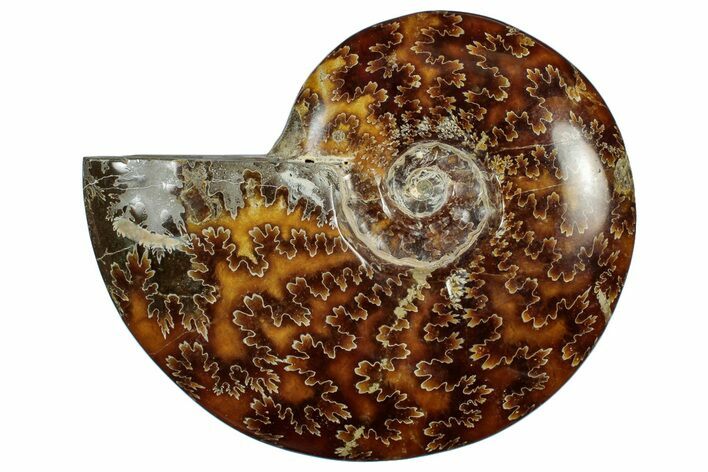 Polished Cretaceous Ammonite (Cleoniceras) Fossil - Madagascar #305958